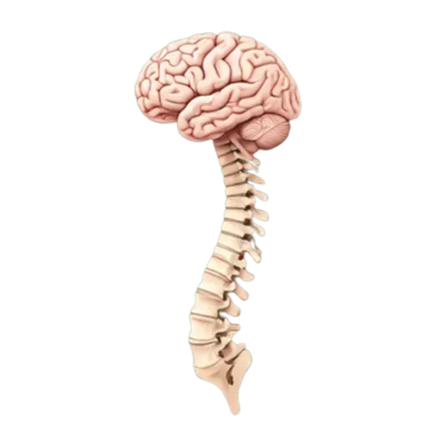 Cómo el cerebro interpreta la señal de dolor